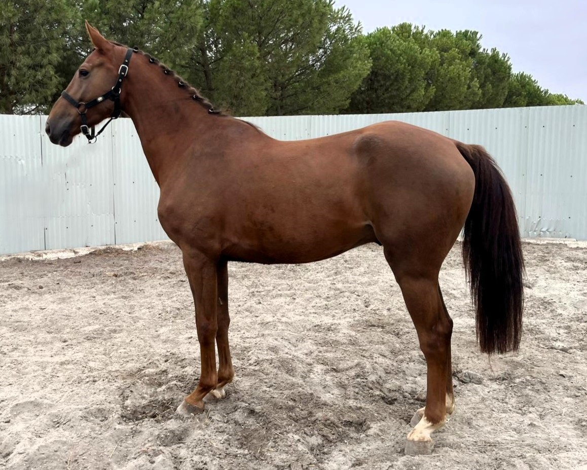 horse